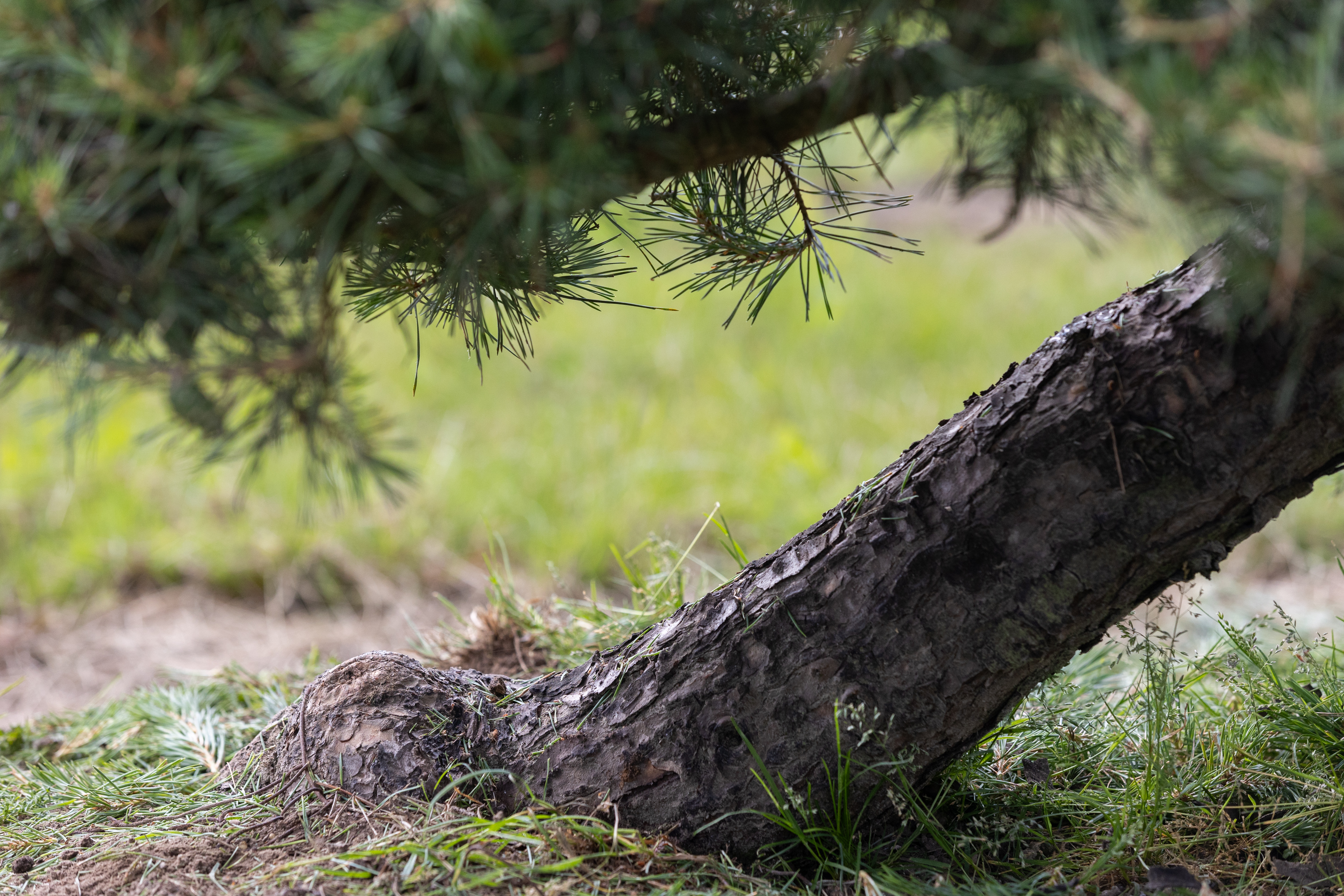 Pinus sylvestris Windflüchter Bonsai 